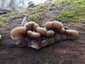 Szalagos fülgomba (Auricularia mesenterica), Budai-hegység
